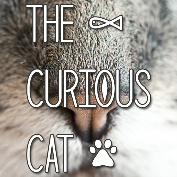 Mf The Curious Cat font